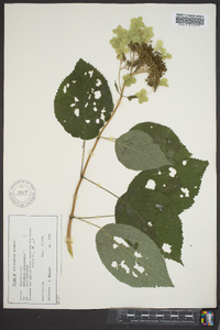 Hydrangea arborescens var. arborescens image