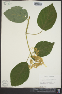 Hydrangea arborescens var. arborescens image