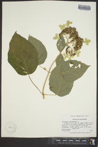 Hydrangea arborescens var. arborescens image