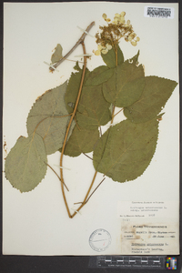 Hydrangea arborescens var. arborescens image