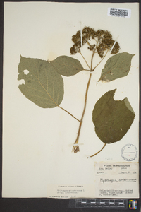 Hydrangea arborescens var. arborescens image