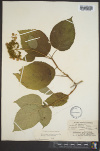 Hydrangea arborescens var. arborescens image