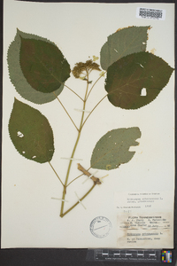 Hydrangea arborescens var. arborescens image