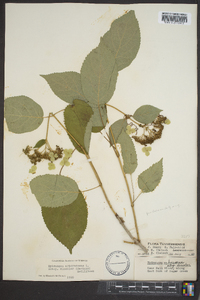 Hydrangea arborescens var. discolor image