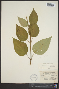 Hydrangea arborescens var. discolor image
