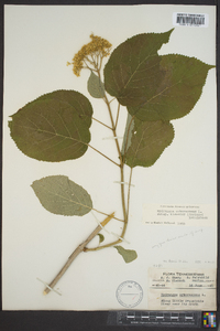 Hydrangea arborescens var. discolor image