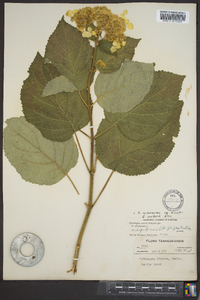 Hydrangea arborescens var. discolor image