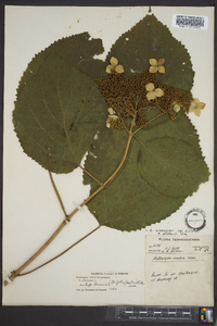 Hydrangea arborescens var. discolor image