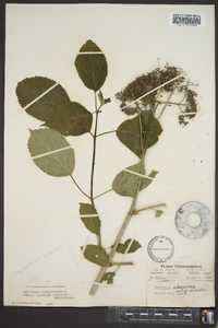 Hydrangea arborescens var. discolor image