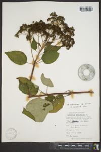 Hydrangea arborescens var. discolor image