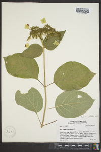 Hydrangea arborescens var. discolor image