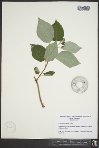 Hydrangea arborescens subsp. radiata image