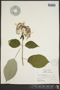 Hydrangea arborescens subsp. radiata image