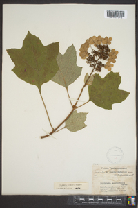 Hydrangea quercifolia image