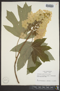 Hydrangea quercifolia image