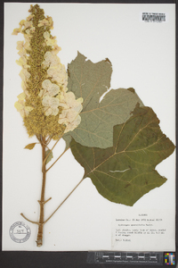 Hydrangea quercifolia image