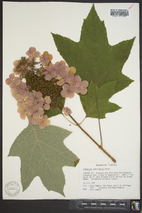 Hydrangea quercifolia image