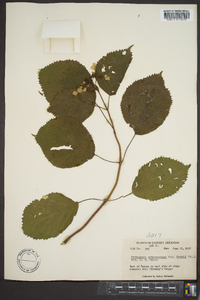 Hydrangea arborescens var. deamii image
