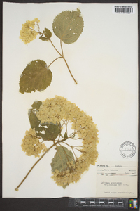 Hydrangea arborescens var. sterilis image