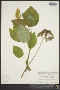 Hydrangea arborescens subsp. discolor image