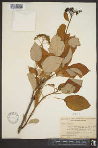 Hydrangea arborescens var. deamii image