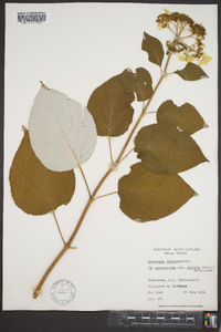 Hydrangea arborescens subsp. radiata image