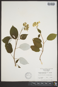 Hydrangea arborescens subsp. radiata image