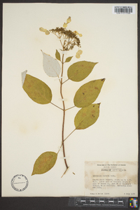 Hydrangea radiata image