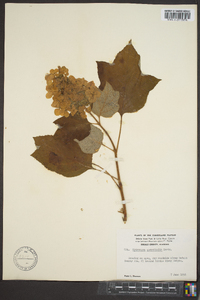 Hydrangea quercifolia image