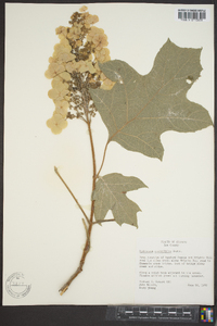 Hydrangea quercifolia image