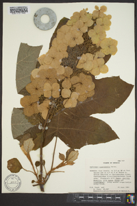 Hydrangea quercifolia image