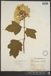 Hydrangea quercifolia image