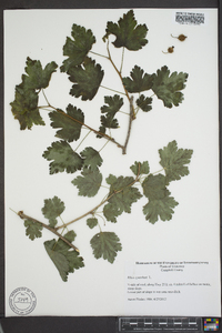 Ribes cynosbati image