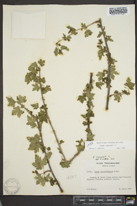 Ribes cynosbati image