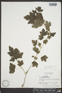 Ribes cynosbati image