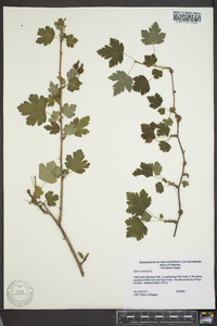 Ribes cynosbati image