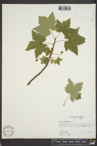 Ribes glandulosum image