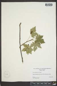 Ribes glandulosum image