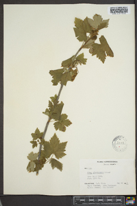 Ribes glandulosum image