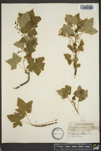 Ribes glandulosum image