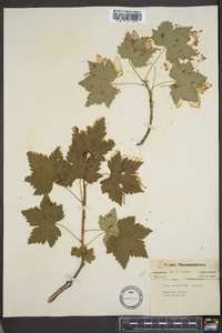 Ribes glandulosum image