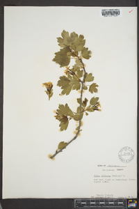 Ribes odoratum image