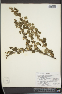 Ribes cognatum image