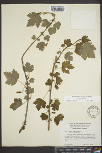 Ribes cynosbati image