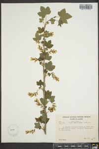 Ribes americanum image