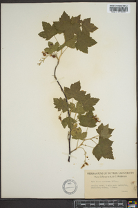 Ribes americanum image