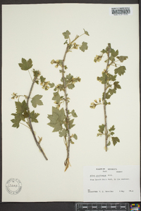 Ribes americanum image