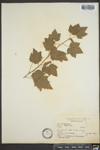 Ribes americanum image