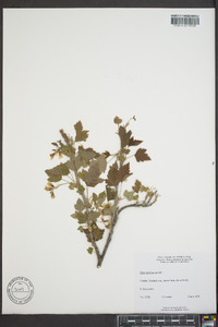 Ribes americanum image