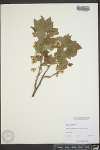 Ribes americanum image